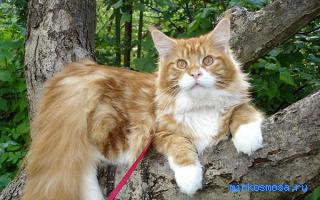 Котенок — Сонник Миллера Котенок — Сонник Миллера