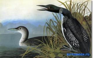 Водолаз — Сонник Странника Водолаз — Сонник Странника