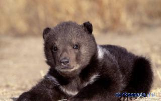 Коричневый — Сонник Странника Коричневый — Сонник Странника
