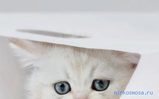 Котенок — Сонник Странника Котенок — Сонник Странника