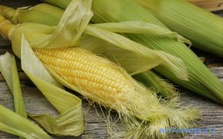 Кукуруза — Сонник Странника