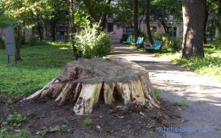 Пень — Сонник Странника Пень — Сонник Странника
