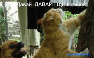 Толкать — Сонник Странника Толкать — Сонник Странника