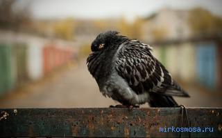 Умирать — Сонник Странника Умирать — Сонник Странника