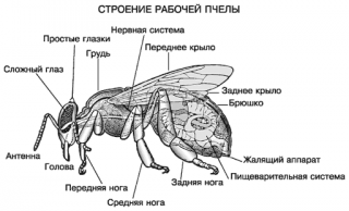 Отверстия — Сонник Хассе Отверстия — Сонник Хассе