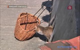 Западня — Сонник Цветкова Западня — Сонник Цветкова