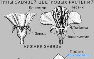 Луг — Сонник Цветкова Луг — Сонник Цветкова