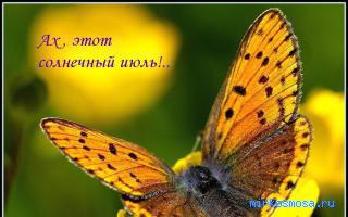 Осы — Сонник Цветкова Осы — Сонник Цветкова