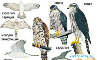 Коршун — Сонник Шиллера-Школьника Коршун — Сонник Шиллера-Школьника
