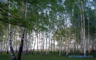 Роща — Сонник Шиллера-Школьника Роща — Сонник Шиллера-Школьника