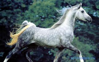 Конь — Сонник Эзопа Конь — Сонник Эзопа
