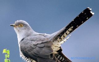 Кукушка в гнезде во сне. 3801. Кукушка в гнезде во сне фото. Кукушка в гнезде во сне-3801. картинка Кукушка в гнезде во сне. картинка 3801. Вам приснилась лесная кукушка? Сонники уверяют, что этот персонаж во сне может реально предсказать будущую судьбу, как на ближайшие пару дней, так и на всю оставшуюся жизнь. Эта же птаха указывает на личный эгоизм и глубинное восприятие мира.