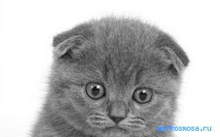 Котенок — Старинный английский сонник Зэдкиеля Котенок — Старинный английский сонник Зэдкиеля
