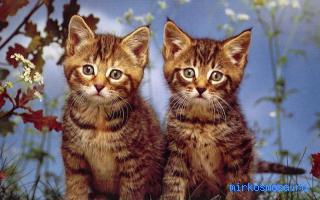 Кошки — Старинный английский сонник Зэдкиеля Кошки — Старинный английский сонник Зэдкиеля