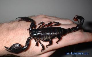 Скорпион — Старинный французский сонник Скорпион — Старинный французский сонник