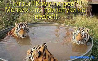 Тигр — Украинский сонник Тигр — Украинский сонник