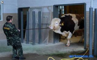 Бык — Украинский сонник Бык — Украинский сонник