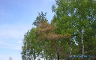 Роща — Цыганский сонник Роща — Цыганский сонник