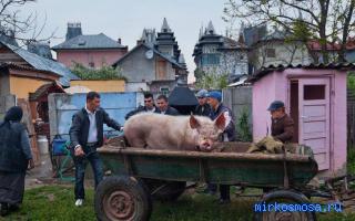 Свинья — Цыганский сонник Свинья — Цыганский сонник