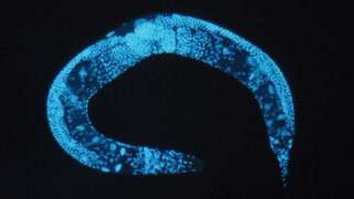 Мышечную атрофию космонавтов помогут изучить черви