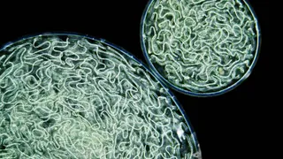 Сине зеленые водоросли