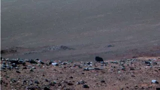 Марсианский бизон: страшная тайна Марса