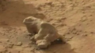 Ученые зафиксировали обитателей Марса