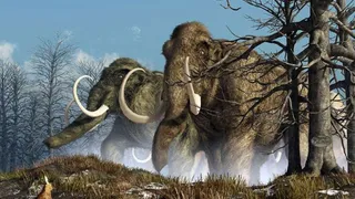 Учеными было выяснено, что мамонты погибли из-за непонятного вируса