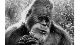 Кто такой йети?