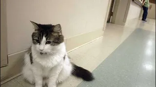 Предчувствие смерти животными