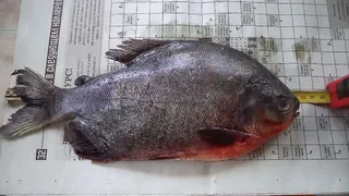 Иван-озеро, расположенное под Читой, снова шокирует местных жителей