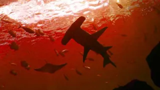 Ученым удалось зафиксировать признаки наличия живых существ в вулканическом действующем кратере