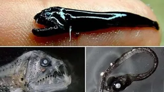 На территории Австралии обнаружили рыбу со странной внешностью, напоминающей облик «Чужого»