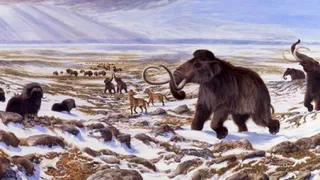 Ученые сумели доказать непричастность человека к вымиранию мамонтов и прочих редчайших животных