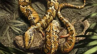 Палеонтологи обнаружили доисторическую змею с конечностями в количестве 4-х штук