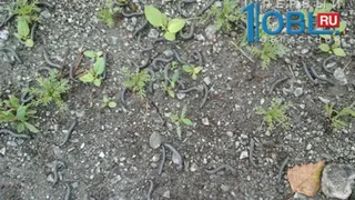 Жители одного из поселков возле Челябинска пострадали от нашествия многоножек