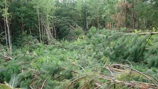 Необъяснимое явление в Челябинской области – вывал лесного массива загадочным образом 