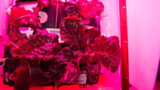 В скором времени люди смогут попробовать «космический салат»