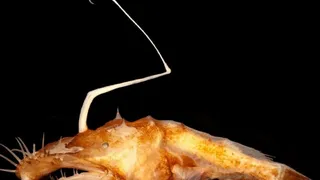 В Мексиканском заливе выловили монстра