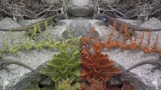 Создана программа, с помощью которой можно взглянуть на мир глазами животных