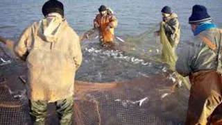 Биологи спрогнозировали процесс эволюции рыб, на который сильно повлияет массовый вылов рыбы