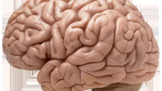 Ученые из Соединенных Штатов сумели вырастить прототип нашего мозга в искусственных условиях