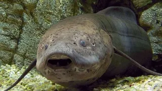 В водах Африки нашли рыбу с потрясающей выносливостью