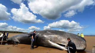 Соединенные Штаты всерьез обеспокоились массовой гибелью китов вдоль Аляски