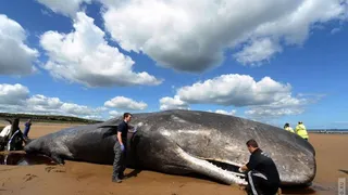 Соединенные Штаты всерьез обеспокоились массовой гибелью китов вдоль Аляски