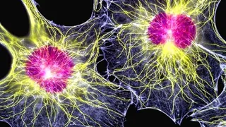 Молекулярные биологи теперь могут управлять стволовыми клетками с помощью лазера