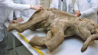 На территории России создали лабораторию по клонированию вымерших животных