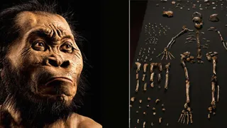 Обнаружен новый вид первобытного человека «Homo naledi»