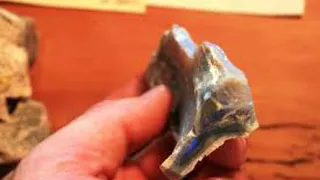 Австралийские шахтеры нашли останки древнего неизвестного динозавра