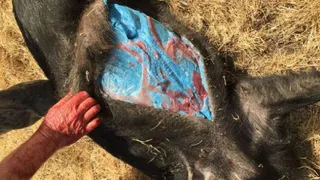 Жители Северной Калифорнии поймали дикого кабана с голубыми внутренностями